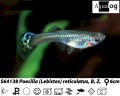 FEMALE GUPPY HIGH GRADE