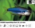 PURPLE EMPEROR   TETRA BUY 5 FOR 18.95
