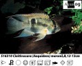 KEYHOLE CICHLID     BUY 2 FOR 10.00