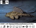 L001 ORANGE       SPOT PLEC