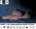 L091 TRIACTIS