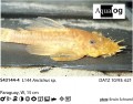 L144 BLUE EYE LEMON LONGFIN BRISTLENOSE