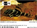 L204 PANAQOLUS PLEC FLASH PLEC