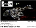 L260 QUEEN ARABESQUE