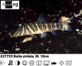 ZEBRA LOACH