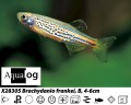 LEOPARD DANIO      BUY 6 FOR 16.95
