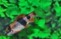 MELON BARB