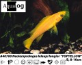 NEOLAMPROLOGUS       LELEUPI