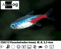 NEON TETRA L      BUY 6 FOR 15.95