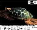 NIMBOCHROMIS VENUSTUS