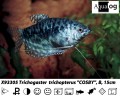 OPALINE GOURAMI