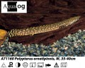 POLYPTERUS ORNATIPINNIS