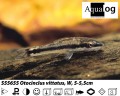 OTOCINCLUS CATFISH BUY 3 FOR 12.00
