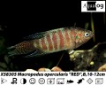 PARADISE FISH