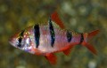 PENTAZONA BARB