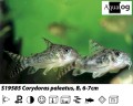 PEPPERED CORYDORAS