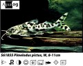PICTUS CATFISH
