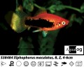 ASSORTED PLATY