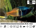 BOESEMANI RAINBOW SP ORANGE PAIR