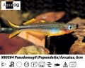 FORKTAIL RAINBOWFISH