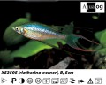 THREADFIN RAINBOW