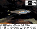 SCISSORTAIL RASBORA BUY 6 FOR 15.00
