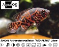 TIGER OSCAR