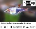 HARLEQUIN RASBORA