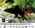 REDTAIL BLACK SHARK