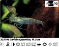 AMANO SHRIMP