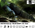 BLUE ARMOURED         SHRIMP