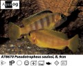 PSEUDOTROPHEUS SAULOSI