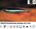 GREEN NEON TETRA