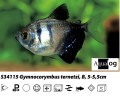BLACK WIDOW TETRA BUY 6 FOR 15.00