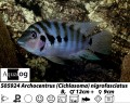 MARBLE CONVICT       CICHLID