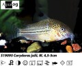 CORYDORAS JULII