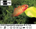 EMPIRE GUDGEON Hypseleotris compressa