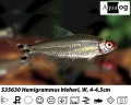 RUMMYNOSE TETRA    BUY 6 FOR 22.50