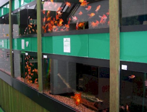 6 Good Reasons to Buy Fish from an Established Aquatic Shop