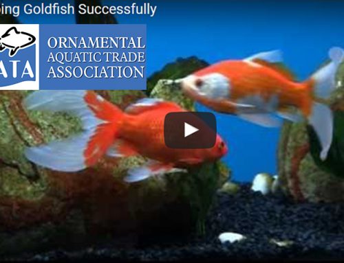 OATA Fishkeeping videos