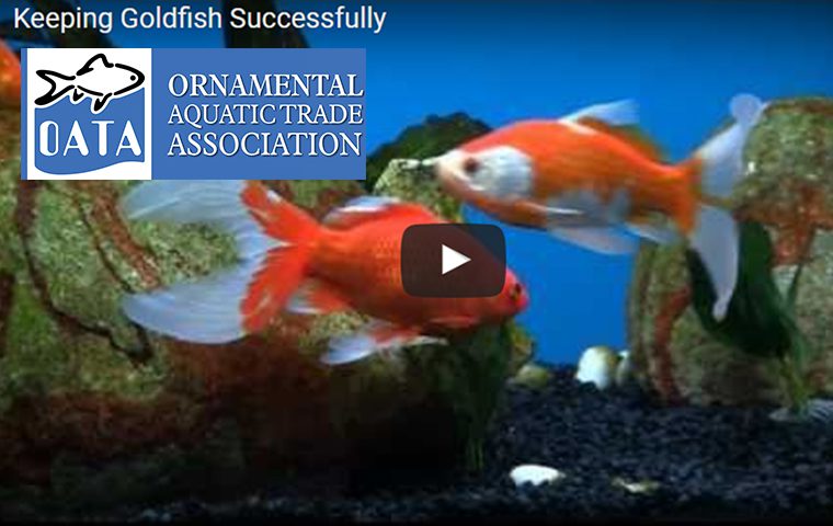 Ornamental Aquatic Trade Association