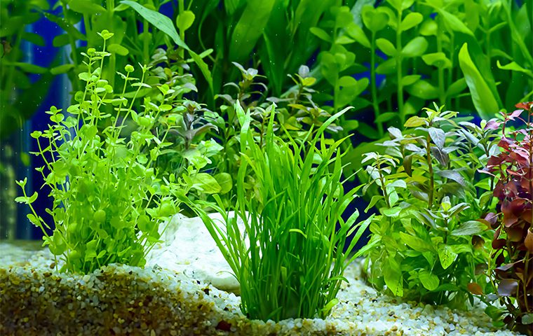 aquarium plants