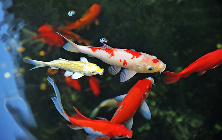 Koi Fish in Pond