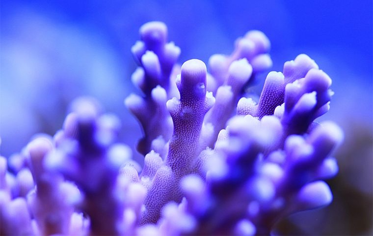 Marine coral