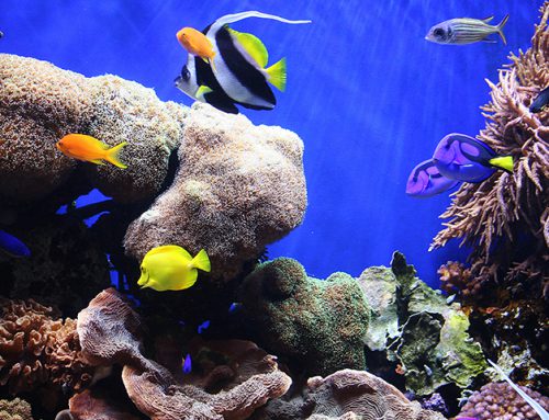 Introduction to marine aquariums