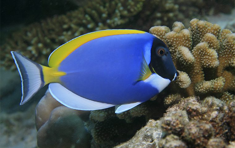 Tang Fish