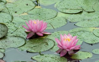 Water lillies