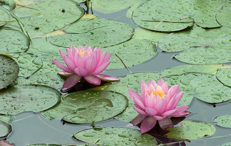 Water lillies