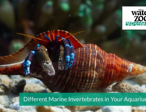 Different Marine Invertebrates in Your Aquariums