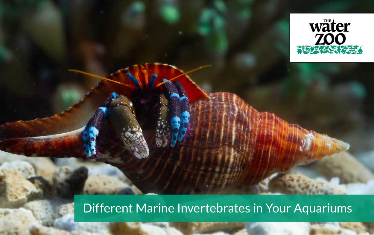 Marine Invertebrates